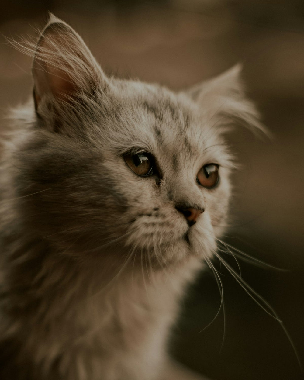 The PurrRock